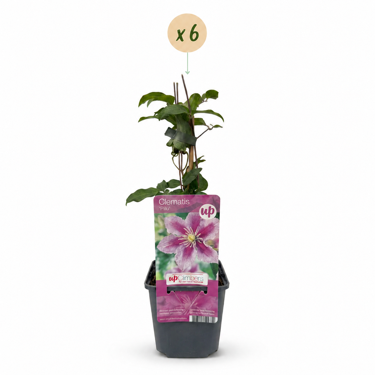 6x Clematis Piilu - Bosrank - Wit - Roze - Klimplant - Ø9cm - ↕35cm