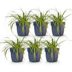 Green boutiQ - Gräser - Carex oshimensis Evergreen - Japanische Segge - Immergrün - Grün - 6 Pflanzen - Topf 11cm - Höhe 15-25cm