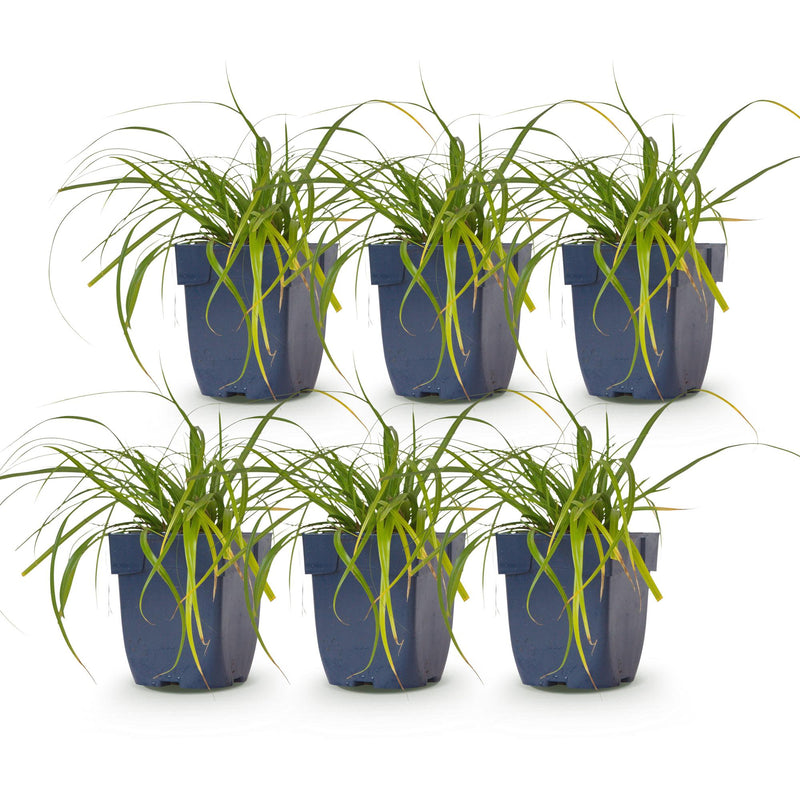 Green boutiQ - Grassen - Carex oshimensis Evergreen - Japanse Zegge - Groenblijvend - Groen - 6 Planten - Pot 11cm - Hoogte 15-25cm
