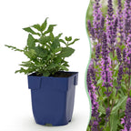 Green boutiQ - Stauden - Salvia nem. Sense Deep Pink - Steppensalbei - Bienen- und Schmetterlingsmagnet - Rosa - 12 Pflanzen - Topf 11cm - Höhe 15-25cm