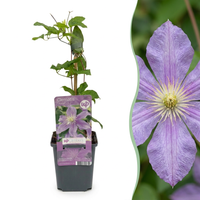 6x Clematis Justa - Bosrank - Licht Blauw - Klimplant - Ø9cm - ↕35cm