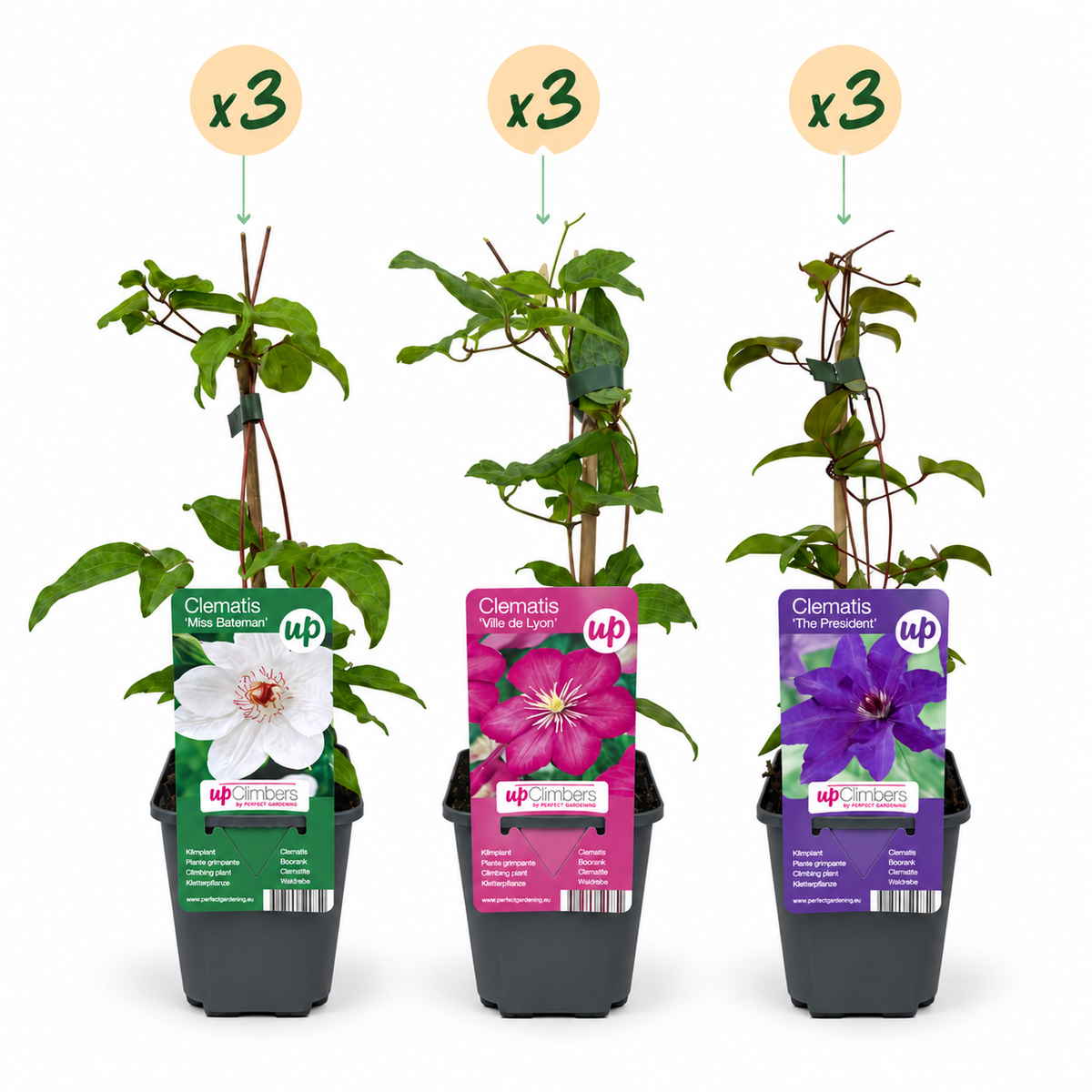 9x Clematis Tricolour - Driekleurige bosrank - Paars - Roze - Wit - Klimplant - Ø9cm - ↕35cm