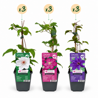 9x Clematis Tricolour - Driekleurige bosrank - Paars - Roze - Wit - Klimplant - Ø9cm - ↕35cm