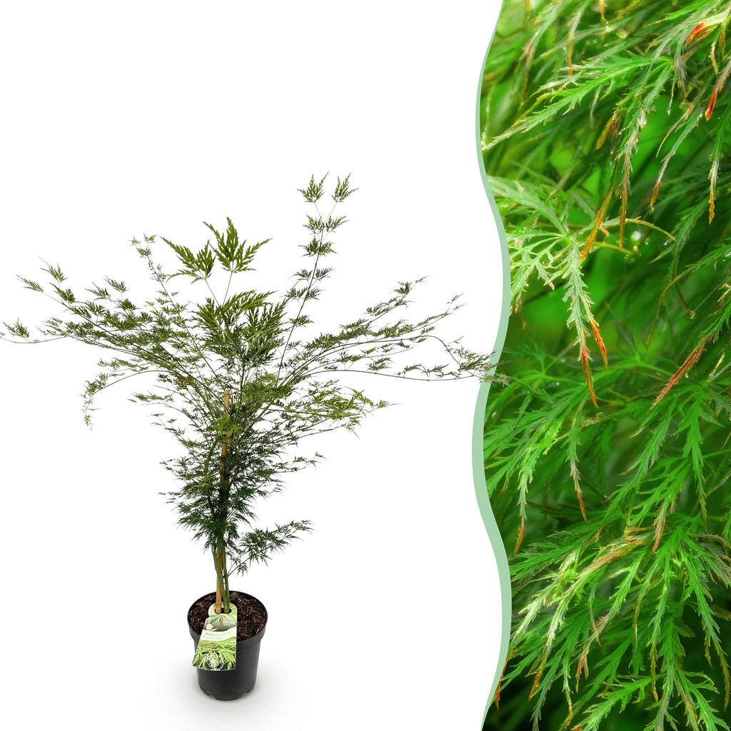 Green boutiQ - Plante de jardin - Acer palmatum Emerald Lace - Érable japonais - Caduc - Vert - 1 - Pot 26cm - Hauteur 90cm