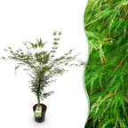 Green boutiQ - Plante de jardin - Acer palmatum Emerald Lace - Érable japonais - Caduc - Vert - 1 - Pot 26cm - Hauteur 90cm