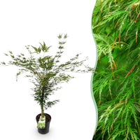 Green boutiQ - Tuinplant - Acer palmatum Emerald Lace - Japanse Esdoorn - Bladverliezend - Groen - 1 - Pot 26cm - Hoogte 90cm