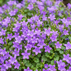 Green boutiQ - Plante vivace - Campanula portenschlagiana - Campanule à feuilles de pêcher - Couvre-sol - Rose - 1 plante - Pot 11cm - Hauteur 15-25cm