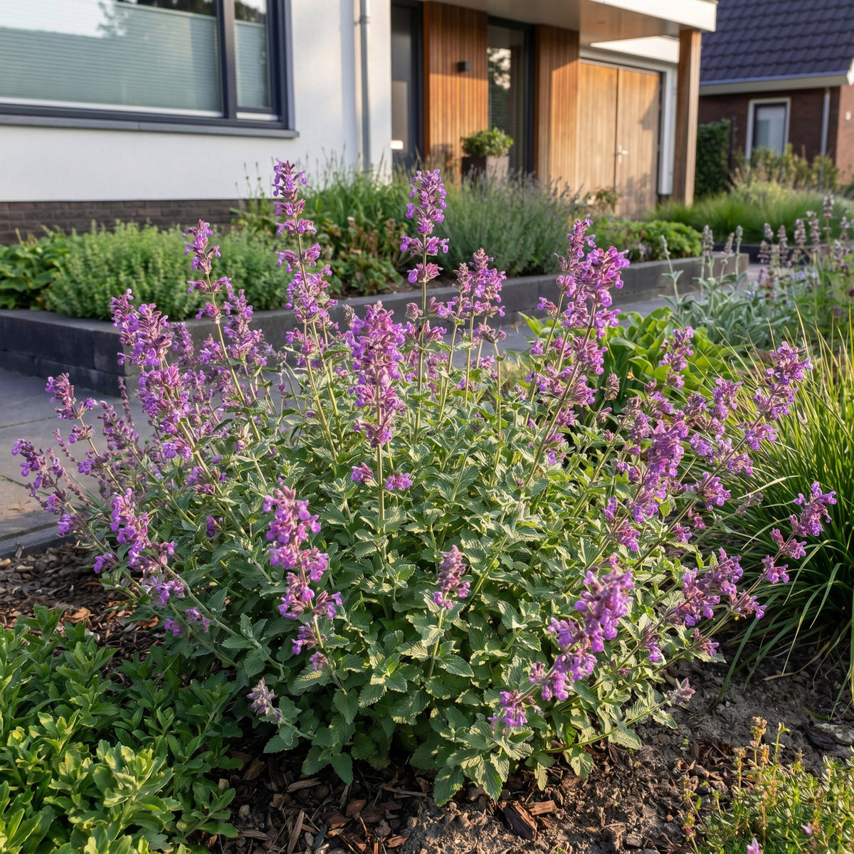 Green boutiQ - Perennial - Nepeta rac. Grog - Catnip - Bee and butterfly attractors - Blue - 24 Plants - Pot 11cm - Height 15-25cm