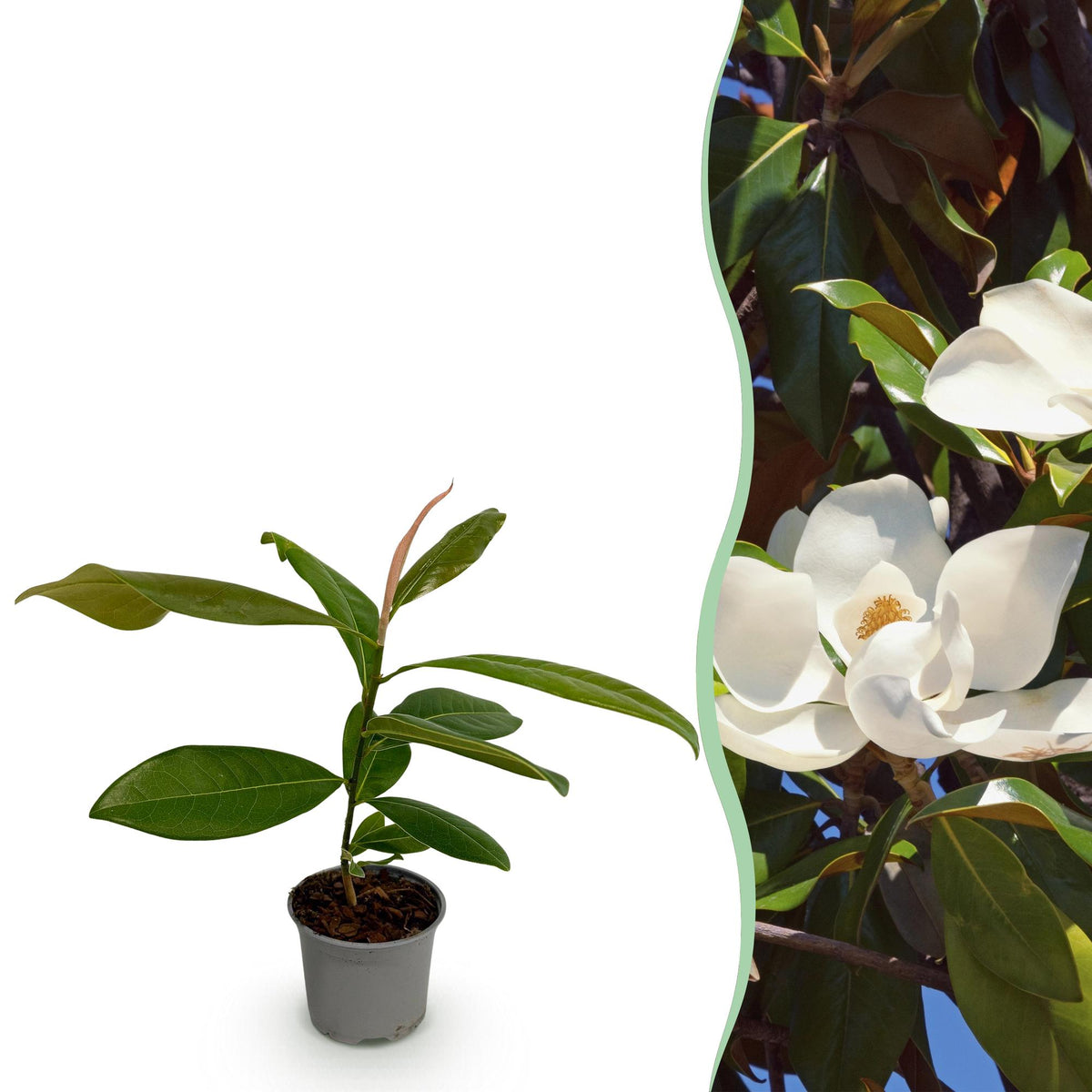 Green boutiQ - Plante d'extérieur - Magnolia grandiflora - Fleur blanche - 1 plante - Persistant - Peu d'entretien - Pot 12 cm Hauteur 30 cm