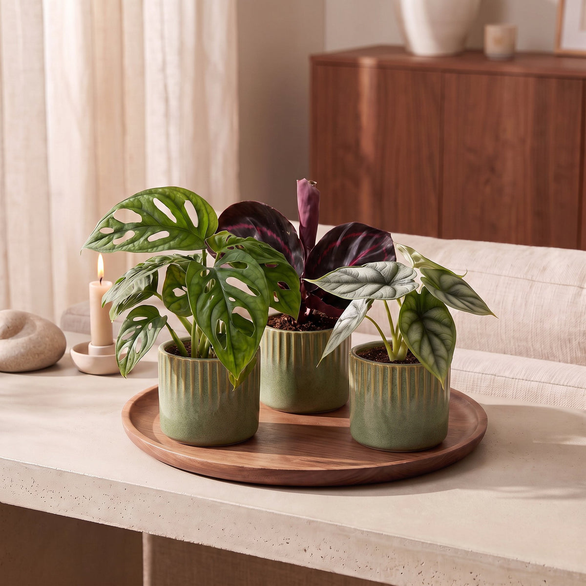 3x Baby Jungle Mix - Various colours - Tropical - incl. Linnea Olive - Ø6cm - ↕10-15cm