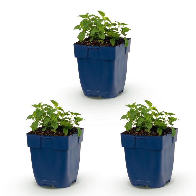 Green boutiQ - Vasteplant - Nepeta faassenii Snowflake - Kattenkruid - Bijen en Vlinderlokkers - Wit - 3 Planten - Pot 11cm - Hoogte 15-25cm