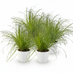 Green boutiQ - Plante d'intérieur - Cyperus alternifolius Zumula - Herbe à chat - Plante adaptée aux animaux de compagnie - Vert - 4 Plantes - avec Cache-pot Blanc - Pot 12cm - Hauteur 20cm