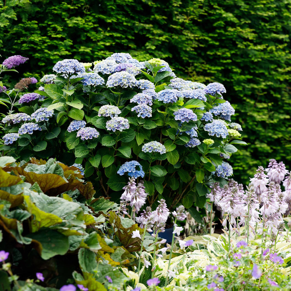 Green boutiQ - Plante de terrasse - Hortensia - Hydrangea Magical Revolution Blue - Bleu - 6-10 fleurs - Pot 23 cm Hauteur 55 cm