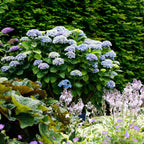 Green boutiQ - Plante de terrasse - Hortensia - Hydrangea Magical Revolution Blue - Bleu - 6-10 fleurs - Pot 23 cm Hauteur 55 cm