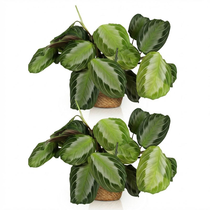 Green boutiQ - Kamerplant - Maranta Fascinator Silverband - Gebedsplant - Huisdiervriendelijke Plant - Groen - 2 Planten - met Mand - Pot 12cm - Hoogte 25cm