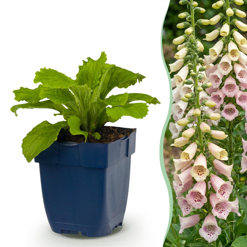 Green boutiQ - Vasteplant - Digitalis purp. Gloxiniiflora - Vingerhoedskruid - Schaduw - Wit-Roze - 24 Planten - Pot 11cm - Hoogte 15-25cm