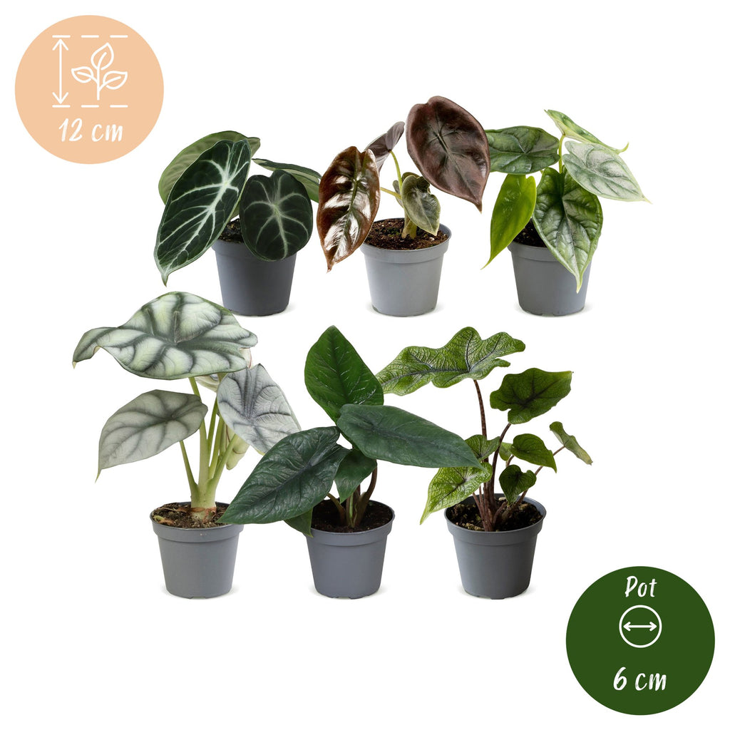 6x Baby Alocasia Familie - Red - Green - Black - Silver - Grey - Tropical - Ø6cm - ↕12cm