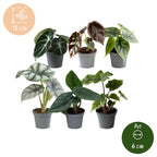 6x Baby Alocasia Familie - Red - Green - Black - Silver - Grey - Tropical - Ø6cm - ↕12cm