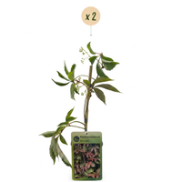 2x Parthenocissus henryana - Chinese Virginia Creeper - Green - Climber - Ø9cm - ↕35cm