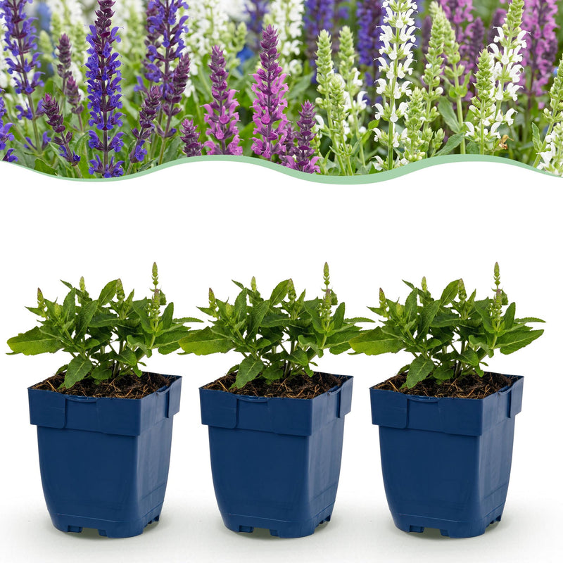 Green boutiQ - Vasteplant - Salvia Tricolour - Salie - Geurend - Paars - Roze - Wit - 6 Planten - Pot 11cm - Hoogte 15-25cm