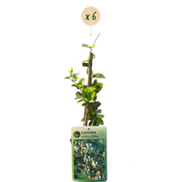 6x Lonicera jap. 'Halliana' - Hall's honeysuckle - White - Yellow - Climber - Ø9cm - ↕35cm
