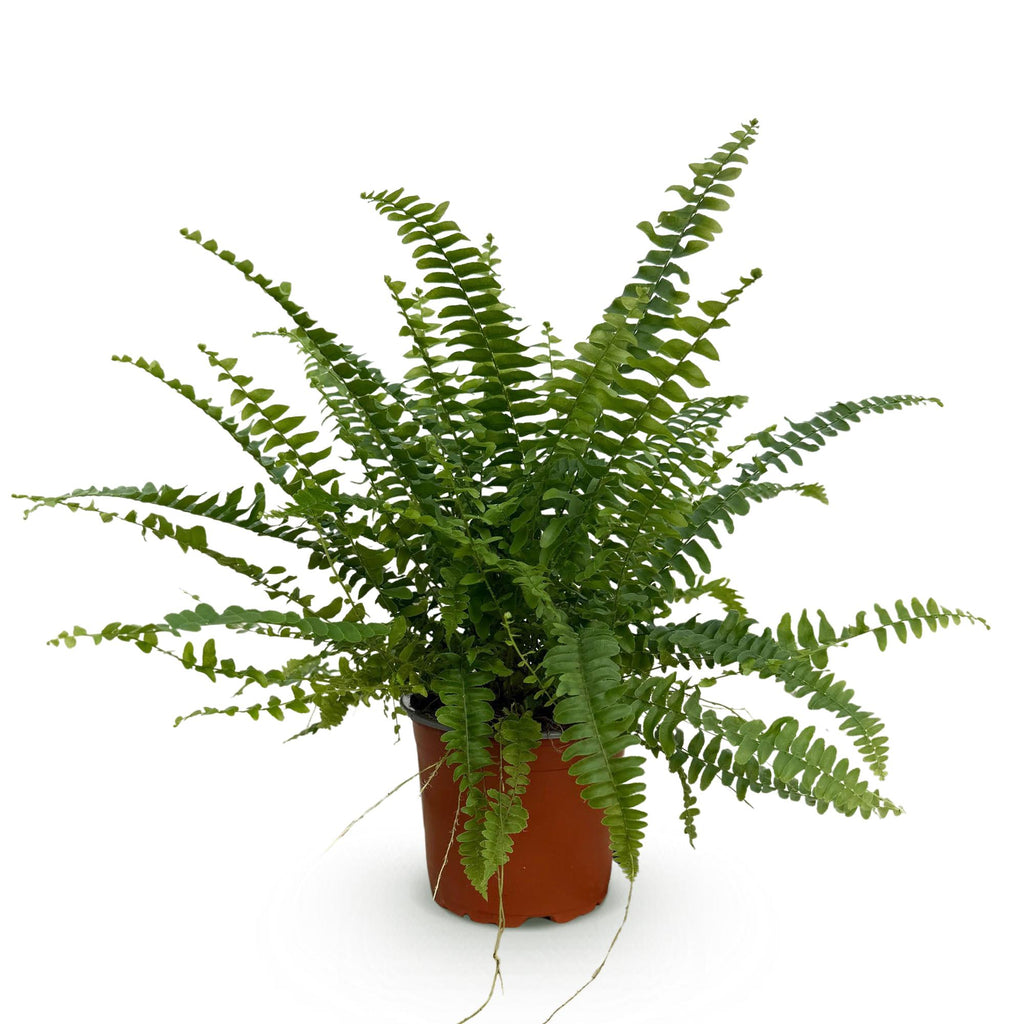 Green boutiQ - Plante d'intérieur - Nephrolepsis exaltata Green Lady - Fougère - Plante adaptée aux animaux domestiques - Vert - 1 plante - Pot 12 cm - Hauteur 25 cm