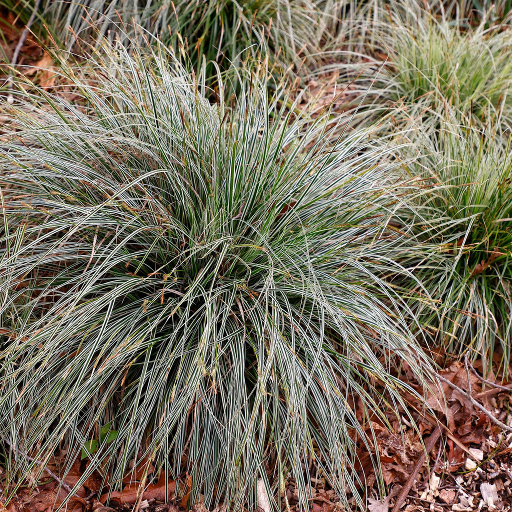 Green boutiQ - Graminées ornementales - Carex oshimensis Everest - Blanc et vert - 4 plantes - Persistant - Peu d'entretien - Pot 17 cm Hauteur 50 cm