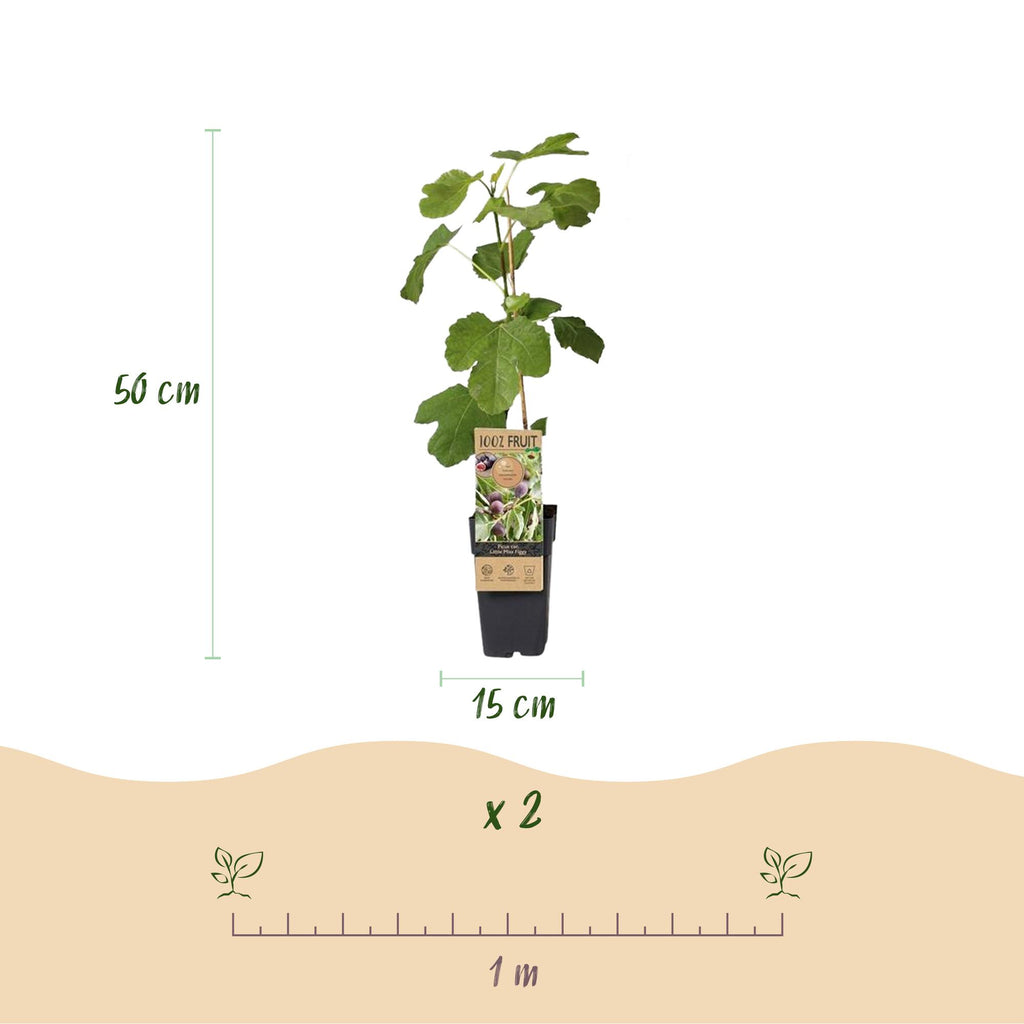 Green boutiQ - Plante fruitière - Ficus carica Little Miss Figgy - Figuier - Rustique - Fruit rouge - 2 plantes - Pot 15 cm - Hauteur 50 cm