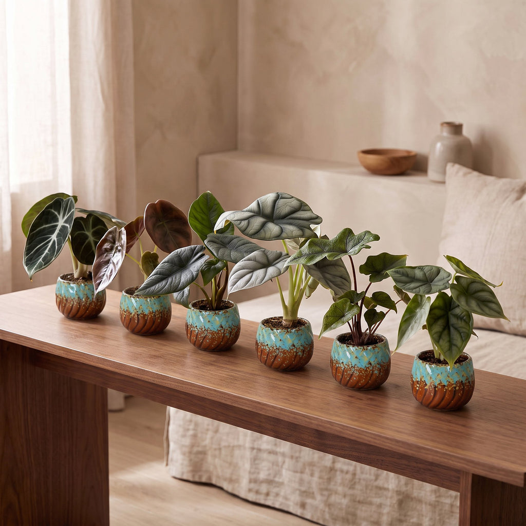 6x Baby Alocasia Familie - Red - Green - Black - Silver - Grey - Tropical - incl. Copper Reef - Ø6cm - ↕12cm