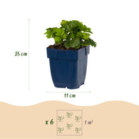 Vasteplant - Waldsteinia ternata - Goudaardbei - Bodembedekkend - Geel - 24 Planten - Pot 11cm - Hoogte 15-25cm