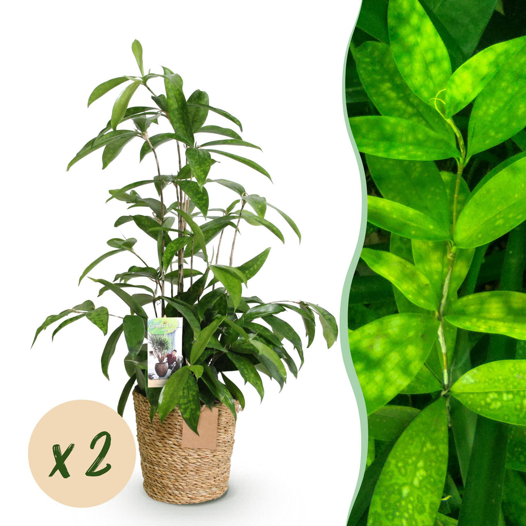 Green BoutiQ - Green is... Plantes d'intérieur - Dracaena surculosa - Dragonnier - Entretien facile - avec panier - Vert - 2 Plantes - Pot 17cm - Hauteur 60-70cm
