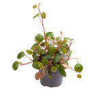 Peperomia Pepperspot - Pepper Spot Peperomia - Green - Red - Tropical - Ø6cm - ↕10cm