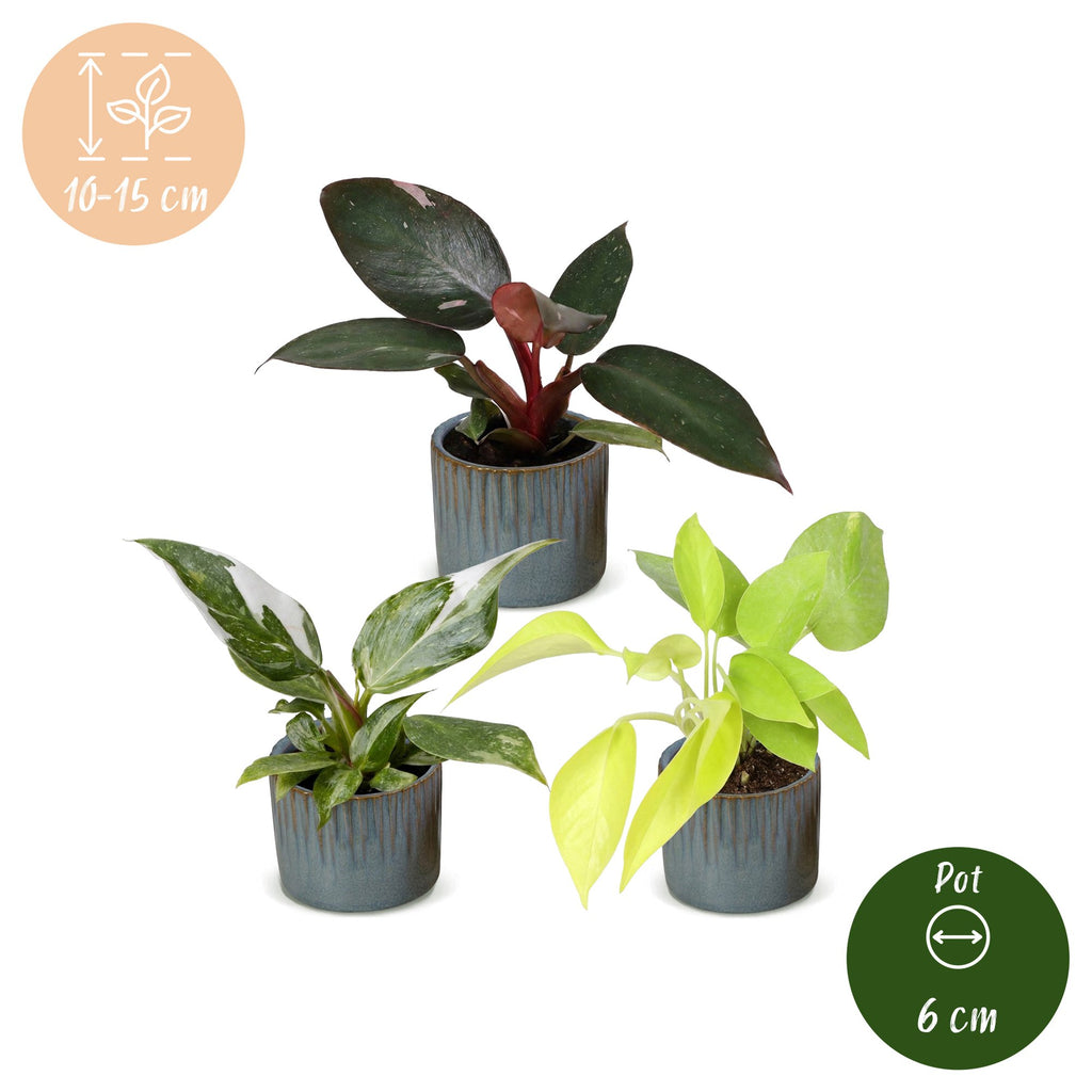 3x Baby Philodendron Tricolour - White - Pink - Yellow - Green - Tropical - incl. Linnea Misty Blue - Ø6cm - ↕10-15cm