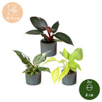 3x Baby Philodendron Tricolour - White - Pink - Yellow - Green - Tropical - incl. Linnea Misty Blue - Ø6cm - ↕10-15cm