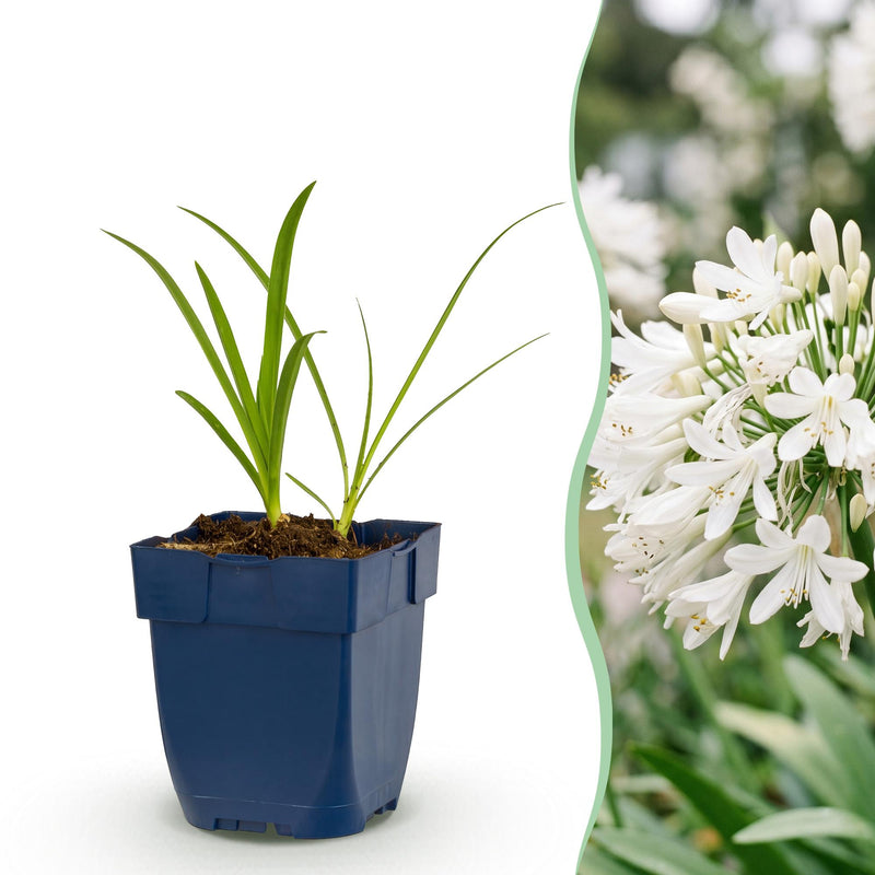 Green boutiQ - Vasteplant - Agapanthus africanus Albus - Afrikaanse Lelie - Bijen en Vlinderlokkers - Wit - 6 Planten - Pot 11cm - Hoogte 15-25cm