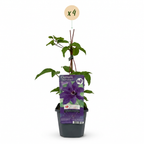 4x Clématite The President - Clématite - Violet - Plante grimpante - Ø9cm - ↕35cm
