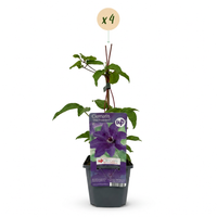 4x Clematis The President - Bosrank - Paars - Klimplant - Ø9cm - ↕35cm