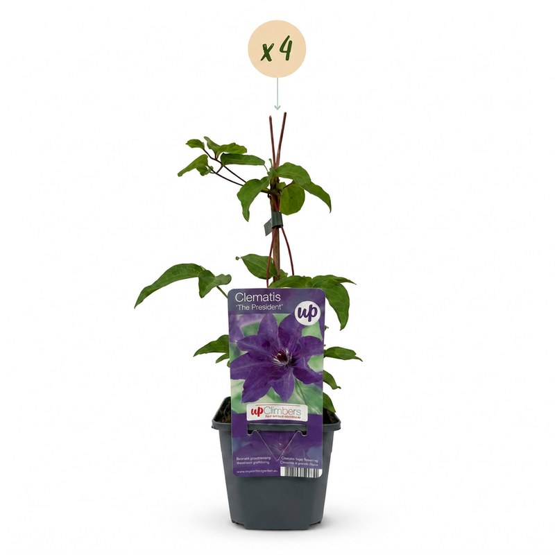 4x Clematis The President - Bosrank - Paars - Klimplant - Ø9cm - ↕35cm