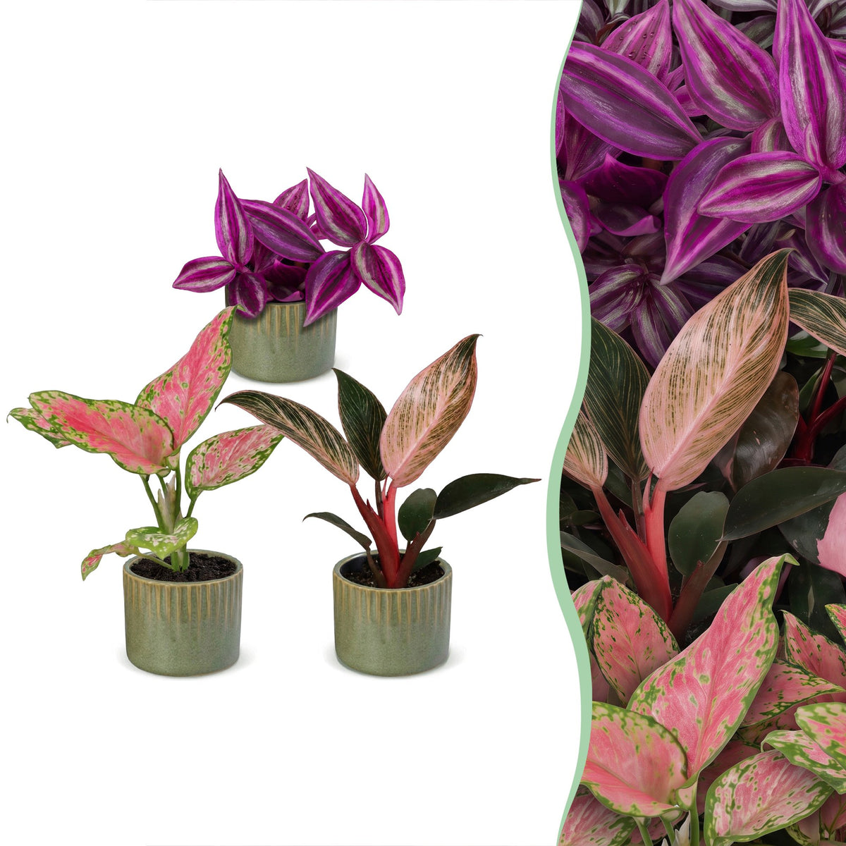 3x Baby Paradise Mix - Various colours - Tropical - incl. Linnea Olive - Ø6cm - ↕10-15cm
