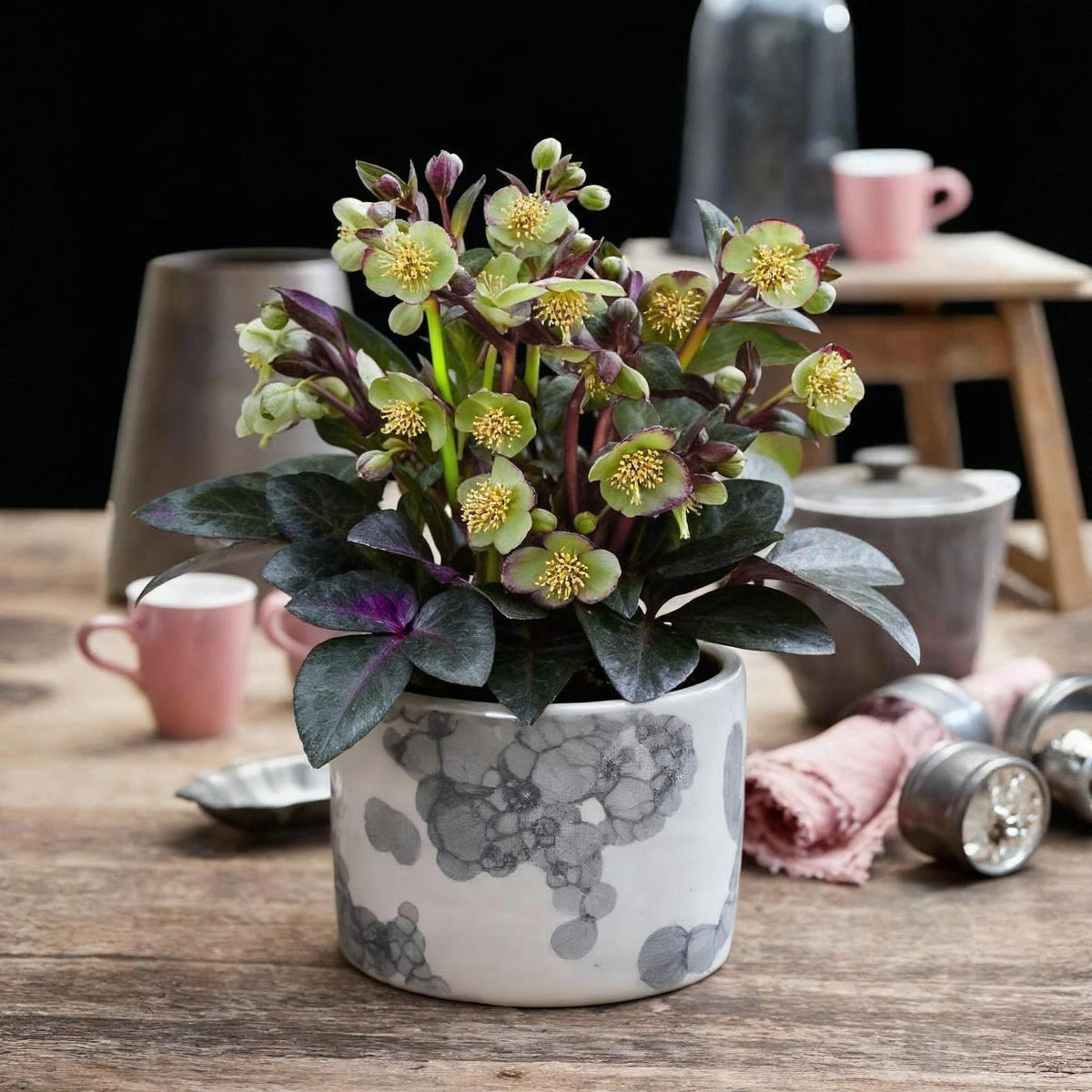Green boutiQ - Plante de jardin - Rose de Carême - Hellébore lividus Purple Marble - Fleur violette - 1 Plante - Persistante - Pot 14cm Hauteur 35cm