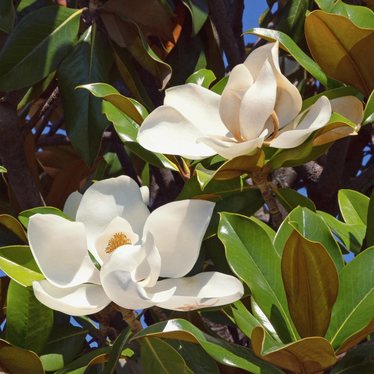 Green boutiQ - Plante d'extérieur - Magnolia grandiflora - Fleur blanche - 1 plante - Persistant - Peu d'entretien - Pot 12 cm Hauteur 30 cm