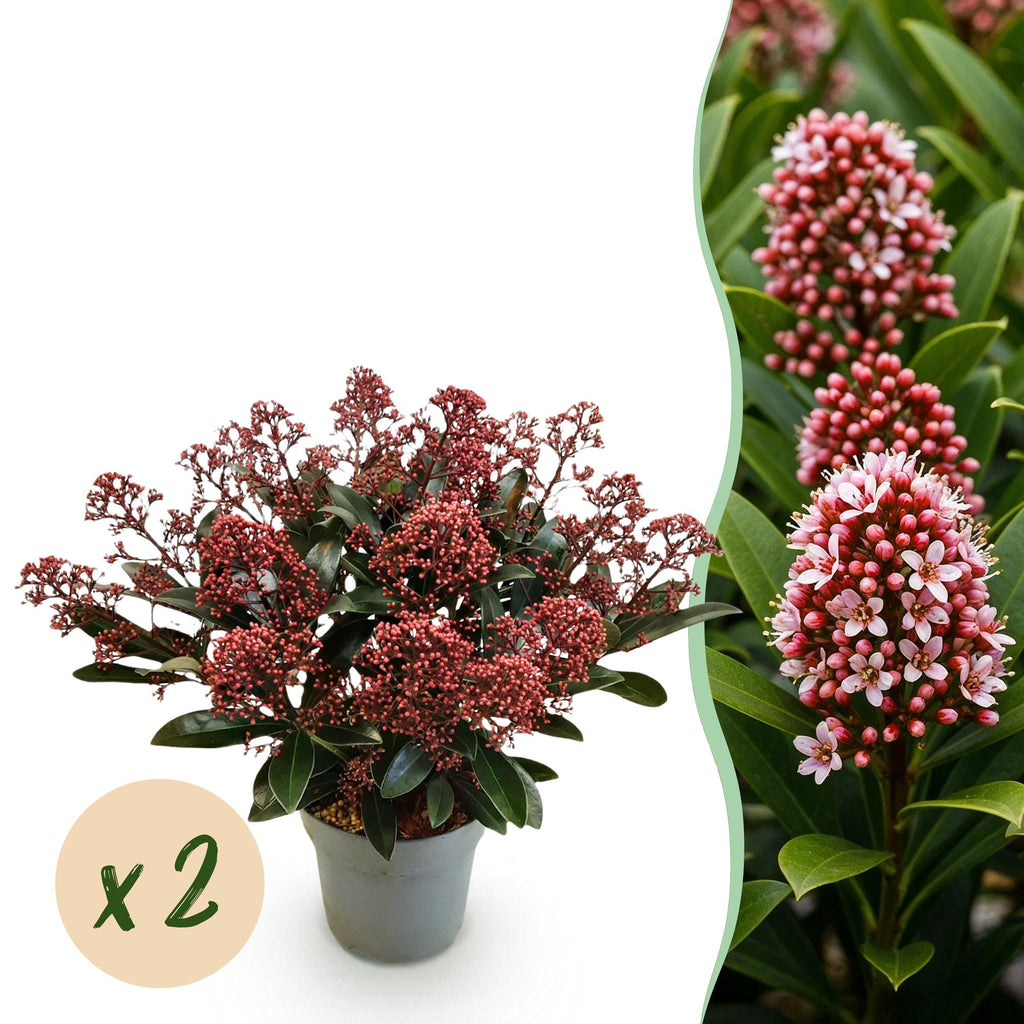 Green boutiQ - Plante de terrasse - Skimmia japonica Rubella - Fleur rouge - 15+ fleurs - 2 plantes - Rustique - Pot 15cm Hauteur 30cm