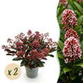 Green boutiQ - Plante de terrasse - Skimmia japonica Rubella - Fleur rouge - 15+ fleurs - 2 plantes - Rustique - Pot 15cm Hauteur 30cm