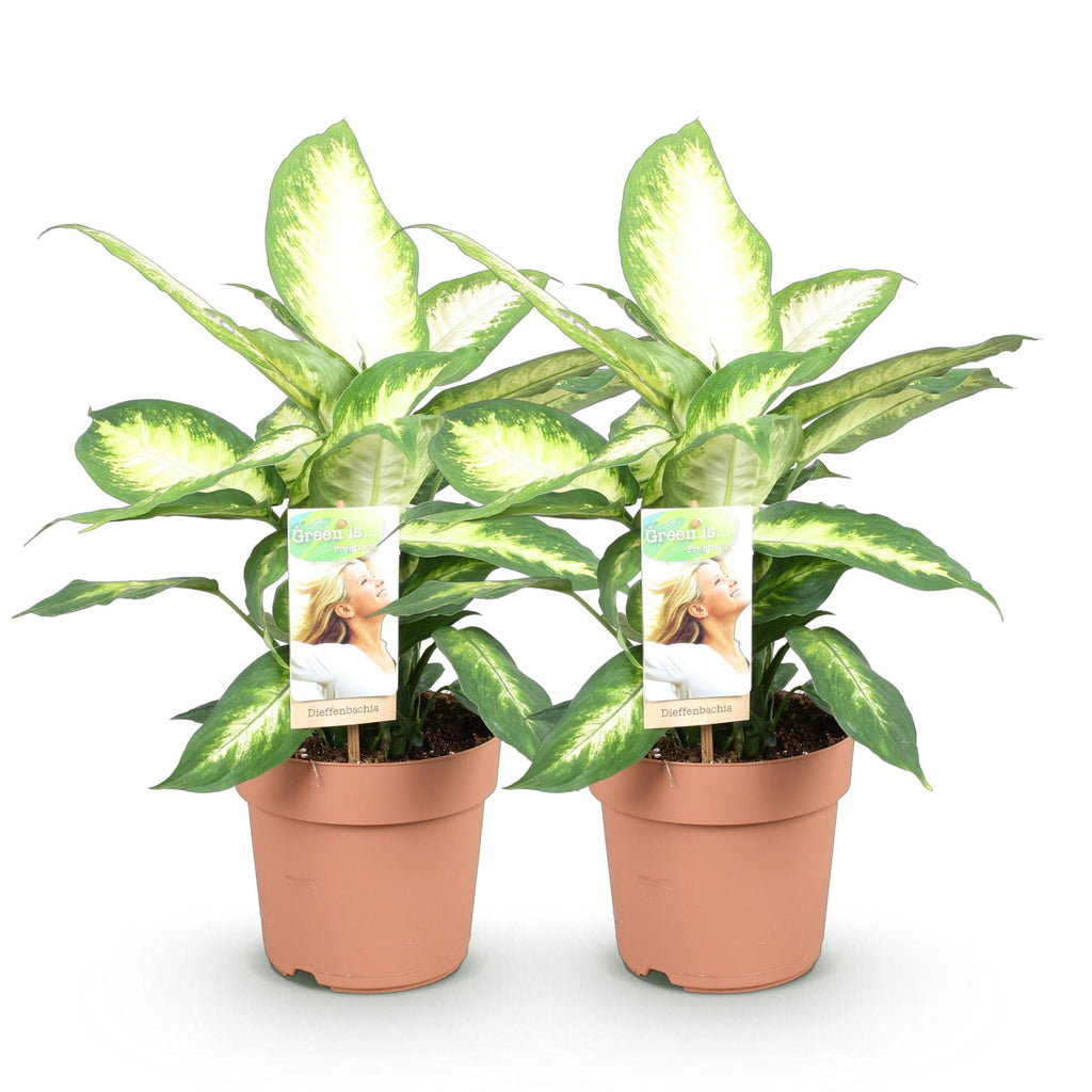 Green BoutiQ - Green is... Plantes d'intérieur - Dieffenbachia Camilla - Dieffenbachia - Peu d'entretien - Vert - 2 Plantes - Pot 17cm - Hauteur 45-50cm