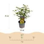 Green boutiQ - Plante de jardin - Acer palmatum Little Princess - Vert - 3 Plantes - Caduc - Peu d'entretien - Pot 12cm Hauteur 35cm