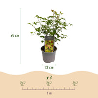 Green boutiQ - Tuinplant - Acer palmatum Little Princess - Groen - 3 Planten - Bladverliezend - Weinig Onderhoud - Pot 12cm Hoogte 35cm