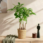Green BoutiQ - Le vert, c'est... Plantes d'intérieur - Pachira Aquatica multi-troncs - Arbre à monnaie - Peu d'entretien - avec panier - Vert - 1 plante - Pot 17cm - Hauteur 50-55cm