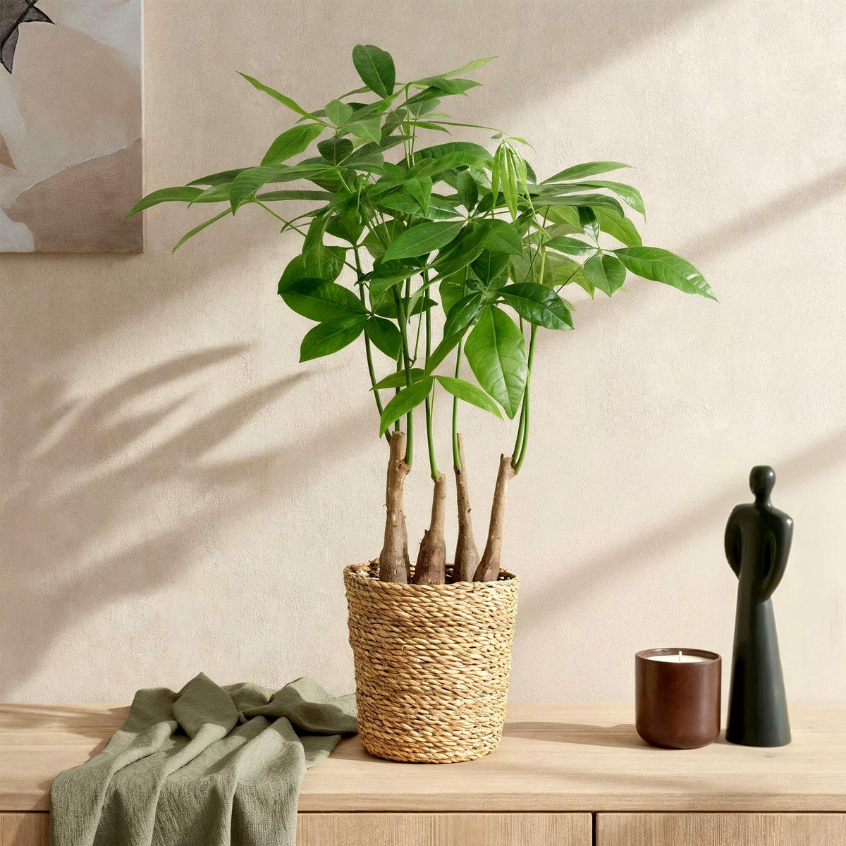 Green BoutiQ - Le vert, c'est... Plantes d'intérieur - Pachira Aquatica multi-troncs - Arbre à monnaie - Peu d'entretien - avec panier - Vert - 1 plante - Pot 17cm - Hauteur 50-55cm