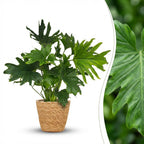 Green boutiQ - Plante d'intérieur - Philodendron - Philodendron Lickety Split - Vert - Entretien facile - 1 plante - avec panier - Pot 19 cm - Hauteur 70 cm