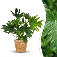 Green boutiQ - Kamerplant - Philodendron - Philodendron Lickety split - Groen - Weinig onderhoud - 1 Plant - met Mand - Pot 19cm - Hoogte 70cm